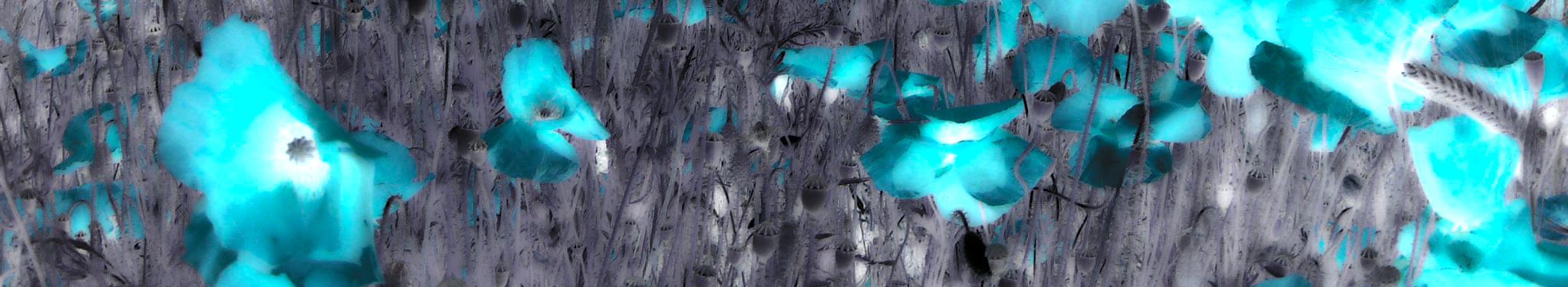Blue Poppy Design